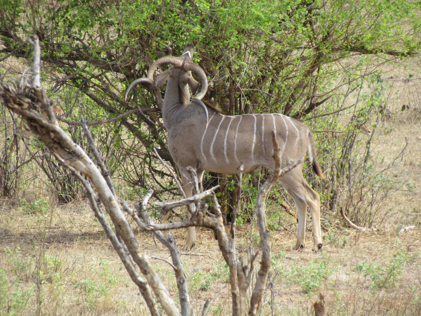 Botswana - Chobe national park - Kudu (Tragelaphus strepsiceros)