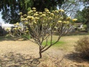 Lusaka - Wayside lodge - Frangipani (Plumeria)