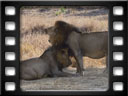 Kafue national park - Lions (Panthera leo)