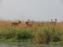 Kafue national park - Puku (Kobus vardonii)