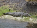 Botswana - Chobe national park - Nile crocodile (Crocodylus niloticus)