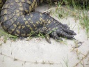 Botswana - Chobe national park - Nile crocodile (Crocodylus niloticus)