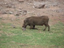 Botswana - Chobe national park - Warthog (Phacochoerus africanus)