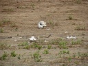 Botswana - Chobe national park - Elephant bones