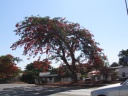 Livingstone - Royal poinciana, flame tree (Delonix regia)