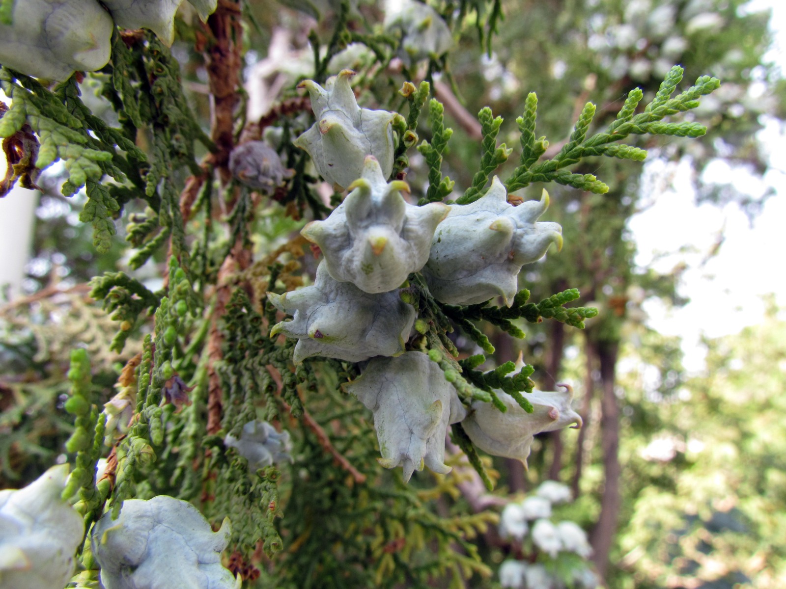 Yerevan - Cypress tree