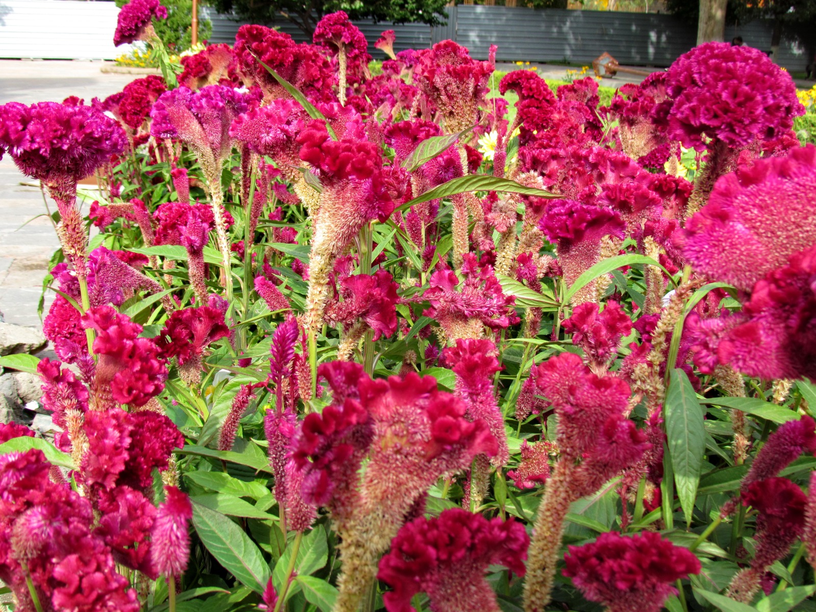 Etchmiadzin - Flowers
