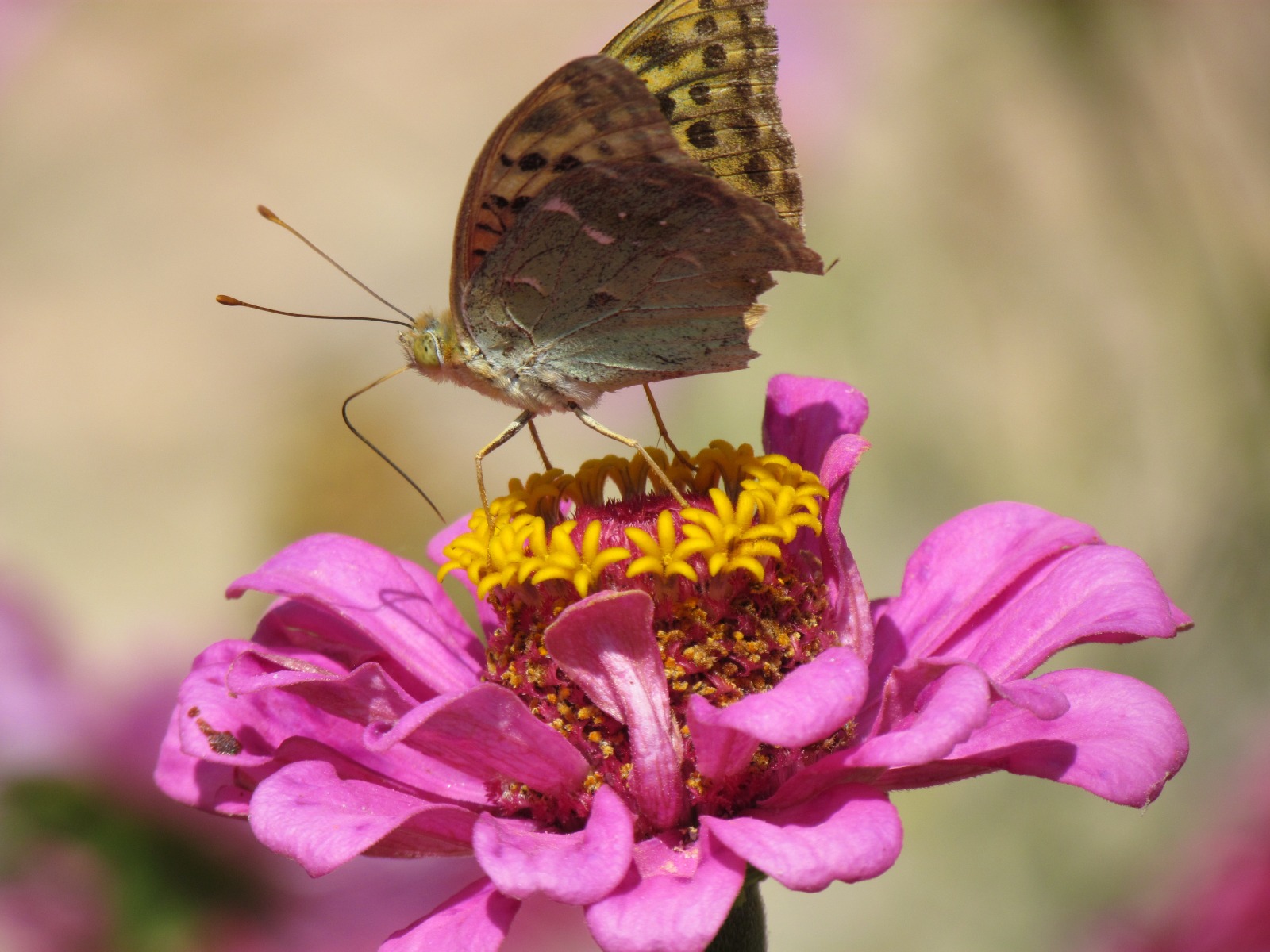 Noravank monastery - Butterfly