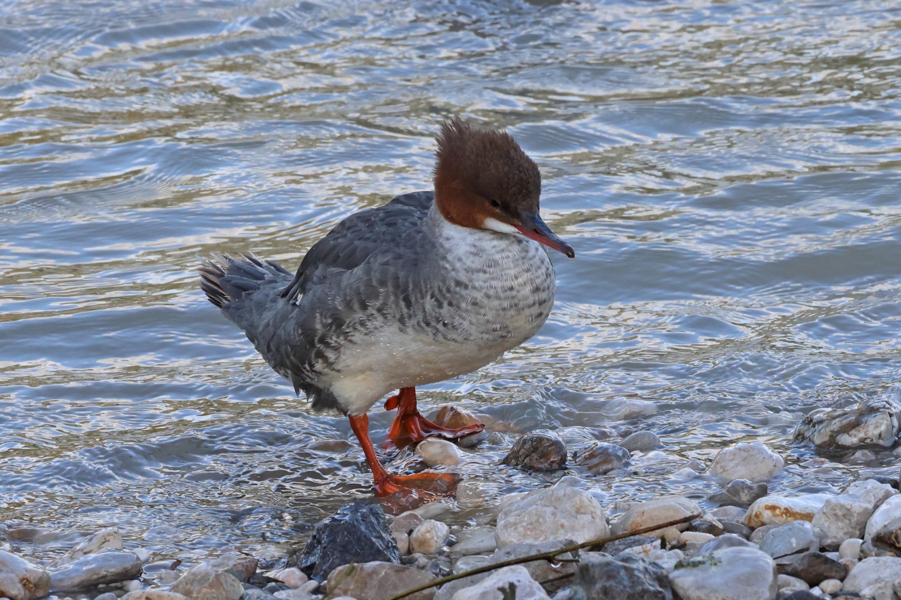 Common merganser (Mergus merganser)