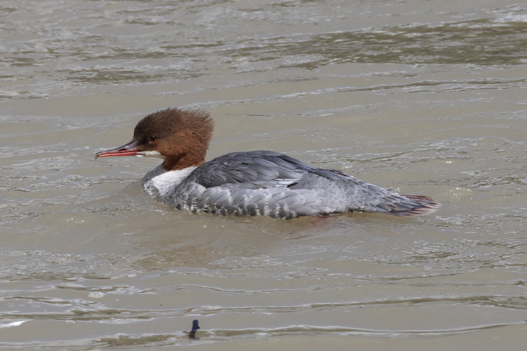 Common merganser (Mergus merganser)