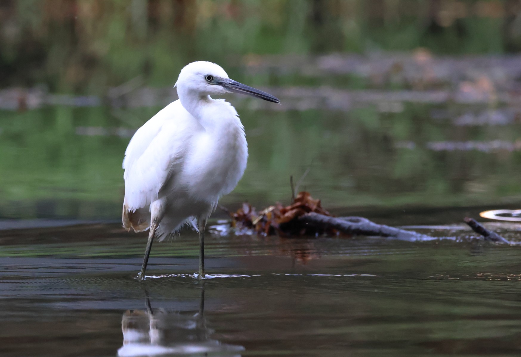 Little egret (Egretta garzetta)