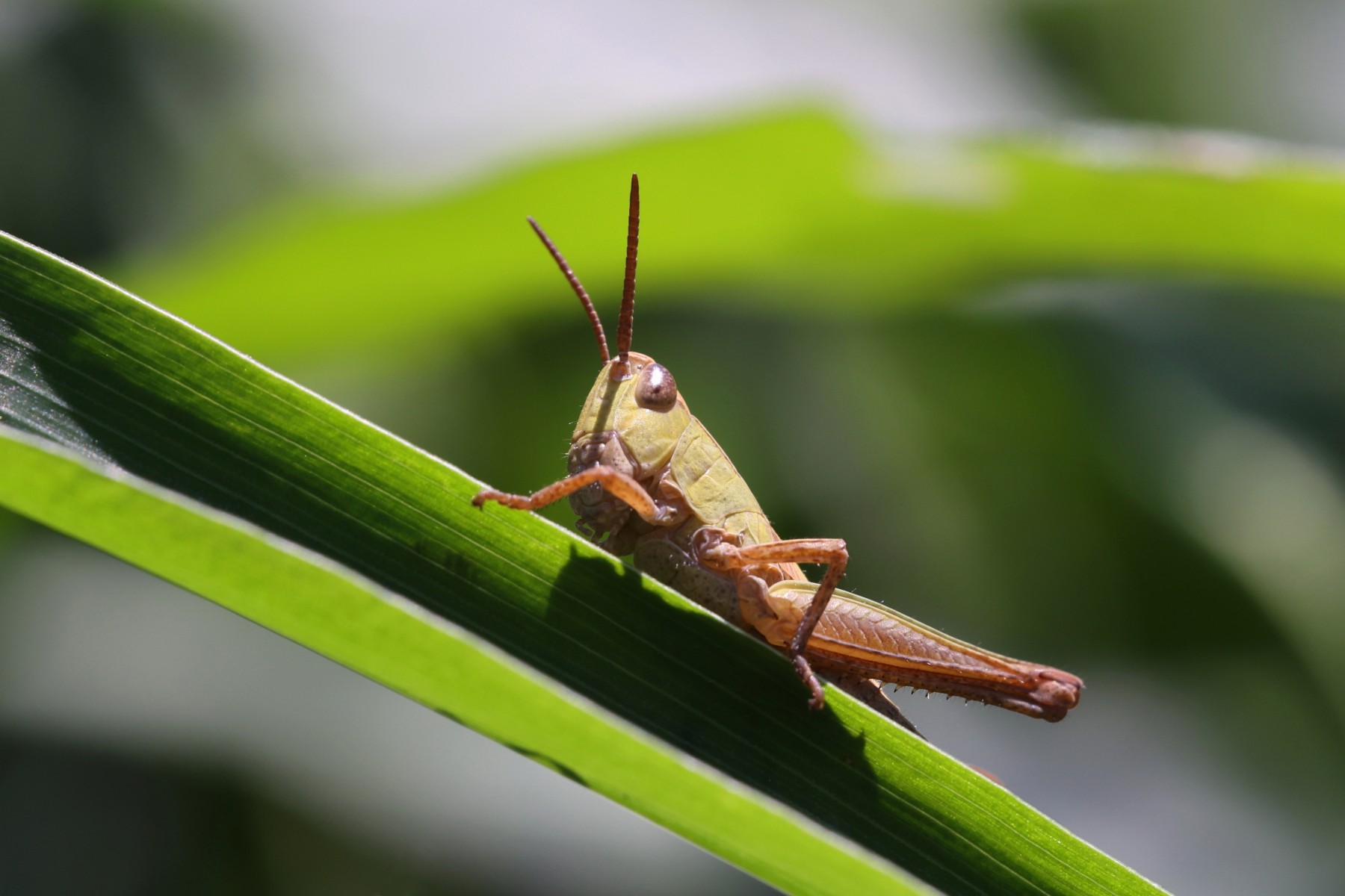 Grasshopper