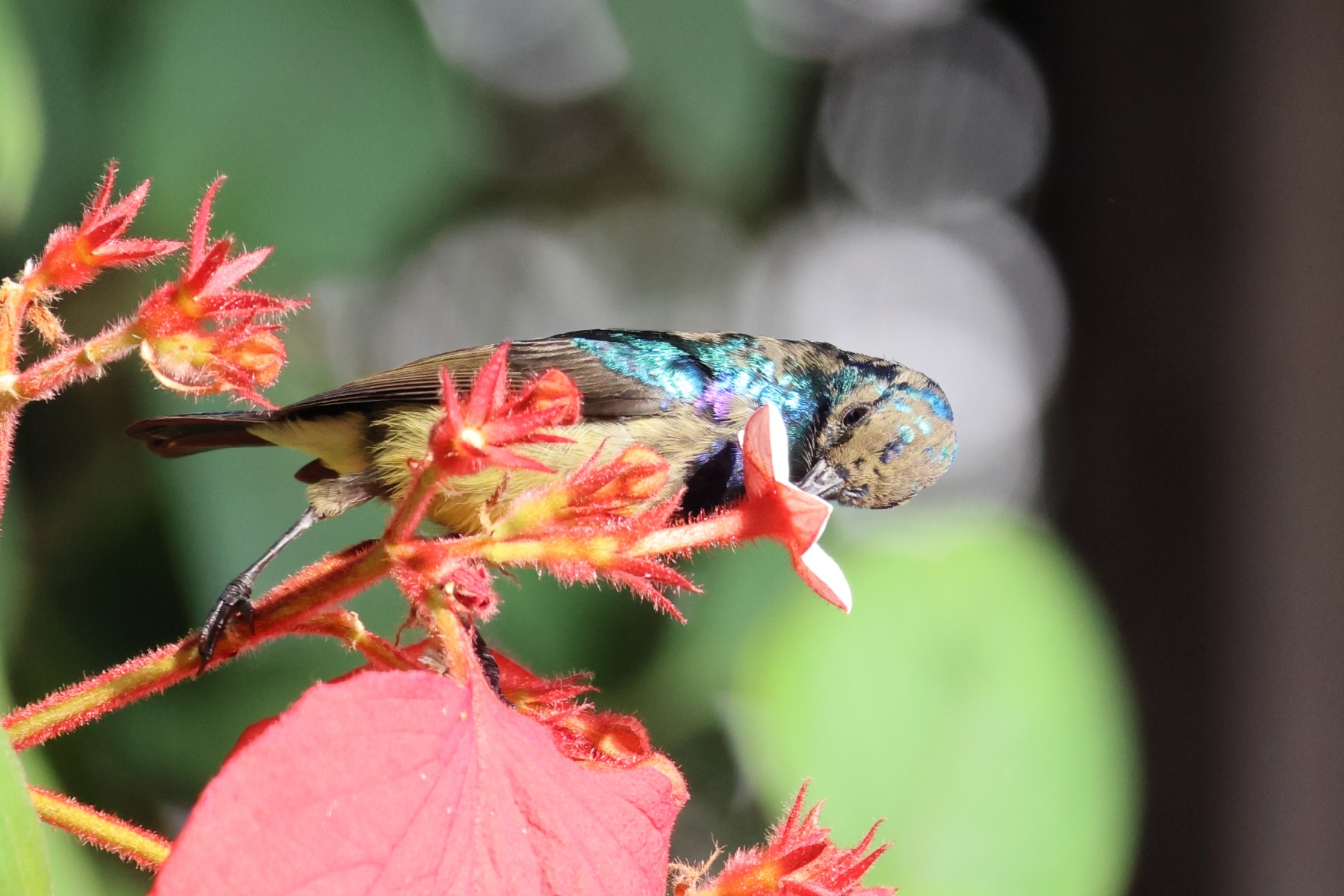 Yellow-bellied sunbird (Cinnyris venustus)