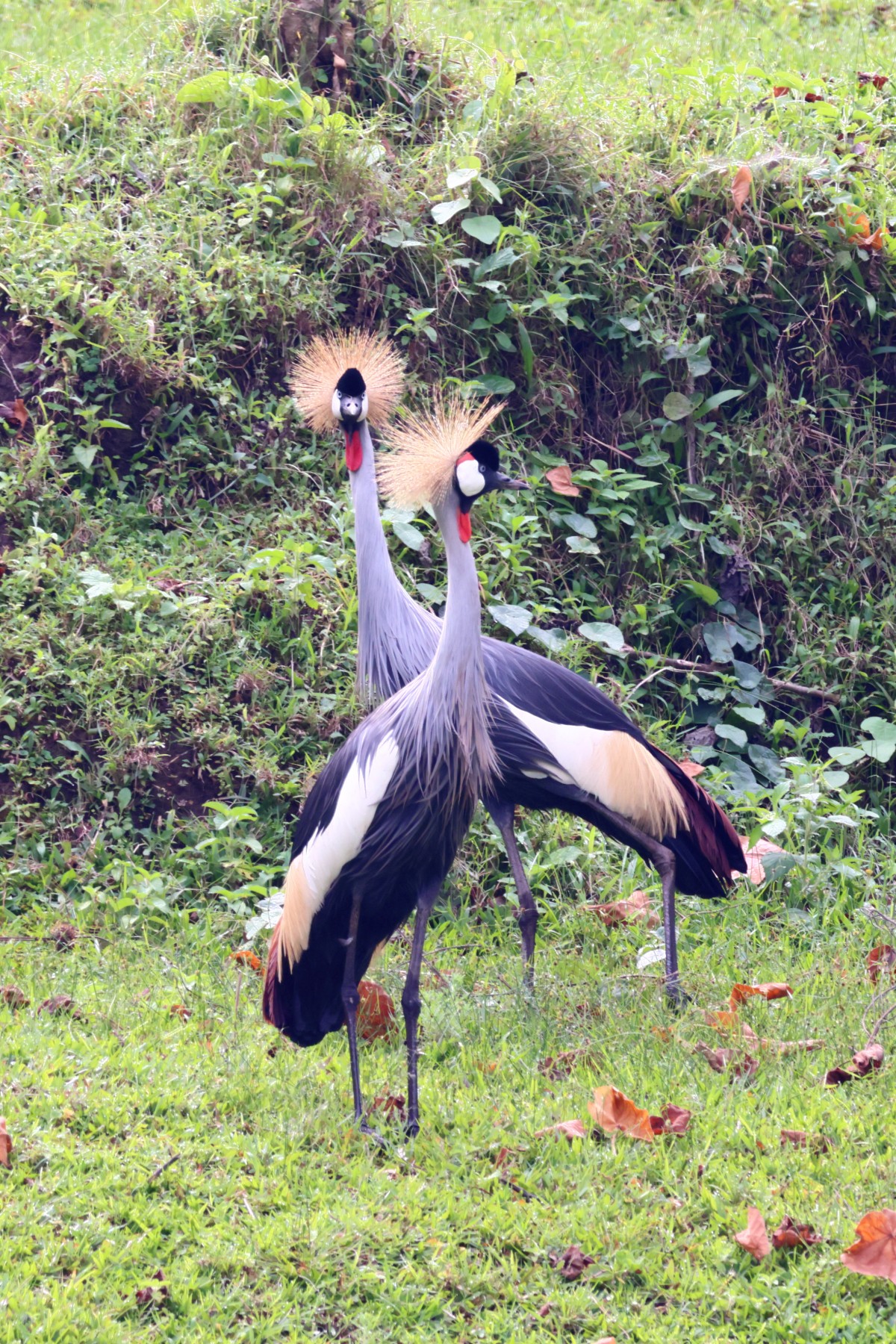 Grey crowned cranes (Balearica regulorum)