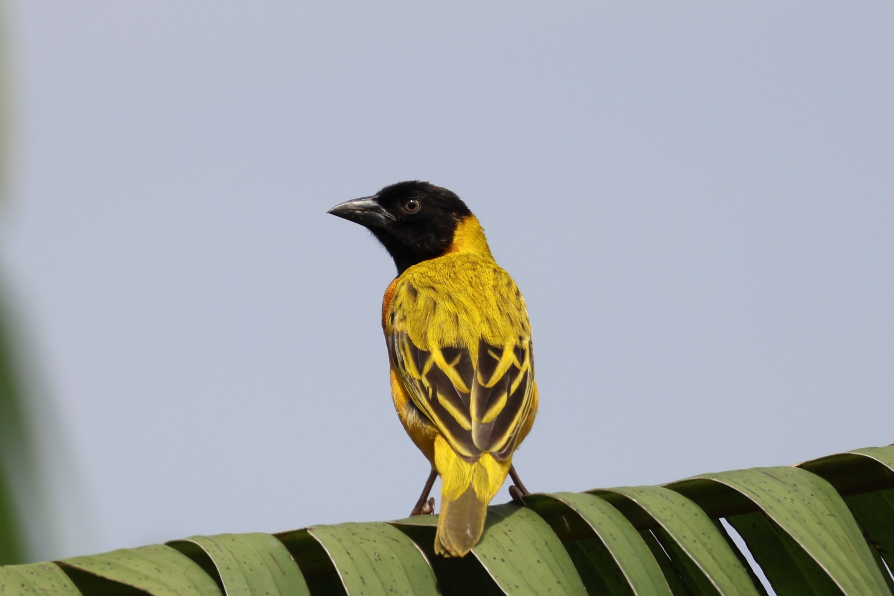 Black-headed weaver (Ploceus melanocephalus)