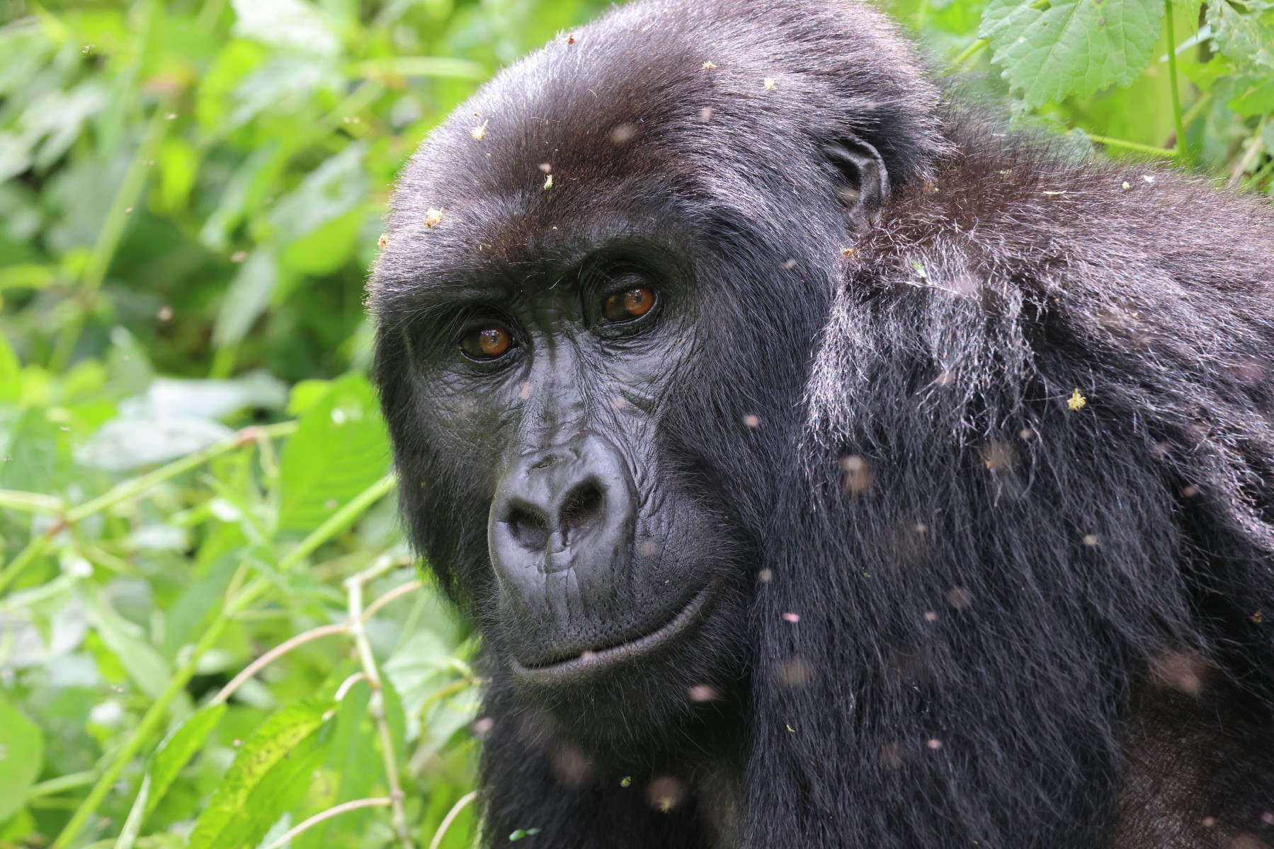 Mountain gorilla (Gorilla beringei beringei) - Female