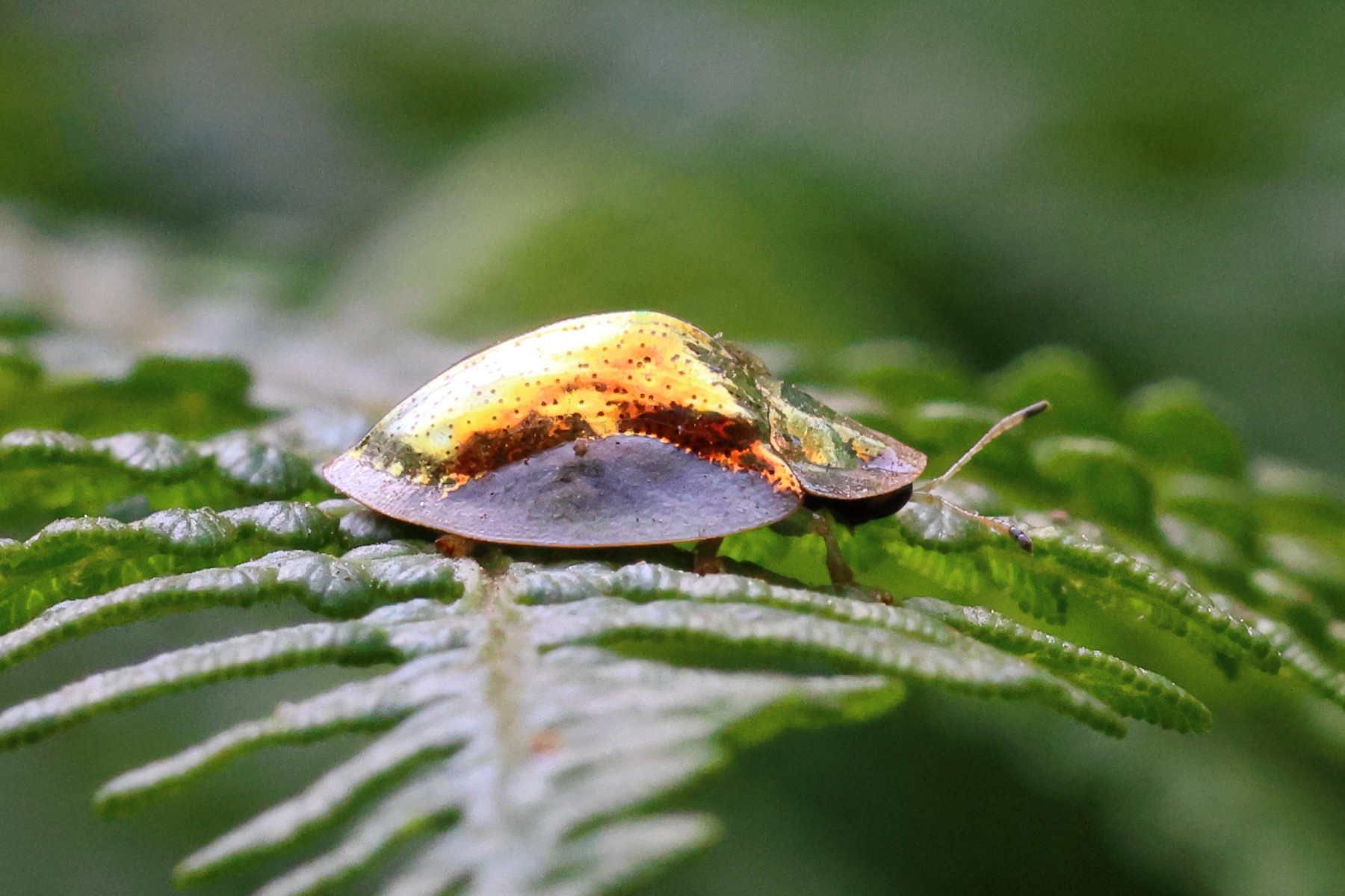 Tortoise beetle