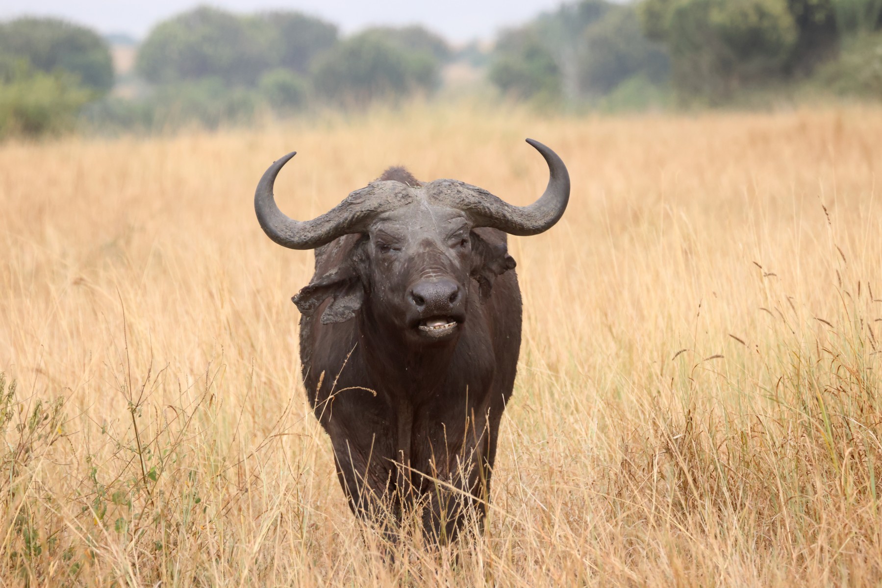African buffalo (Syncerus caffer)