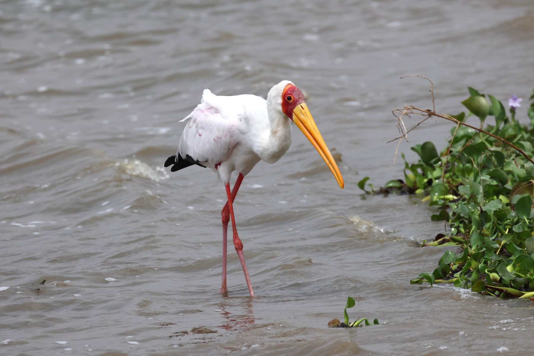 Yellow-billed stork (Mycteria ibis)