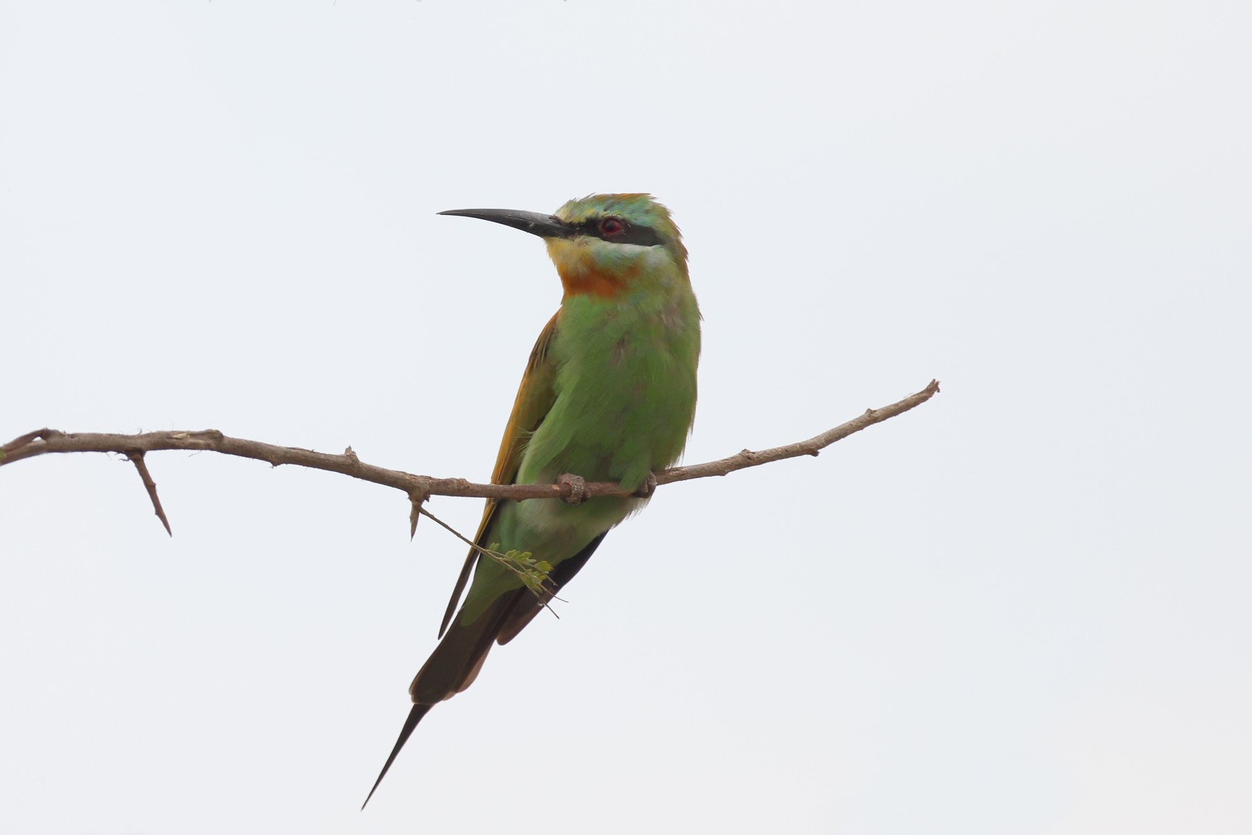 Blue-cheeked bee-eater (Merops persicus)
