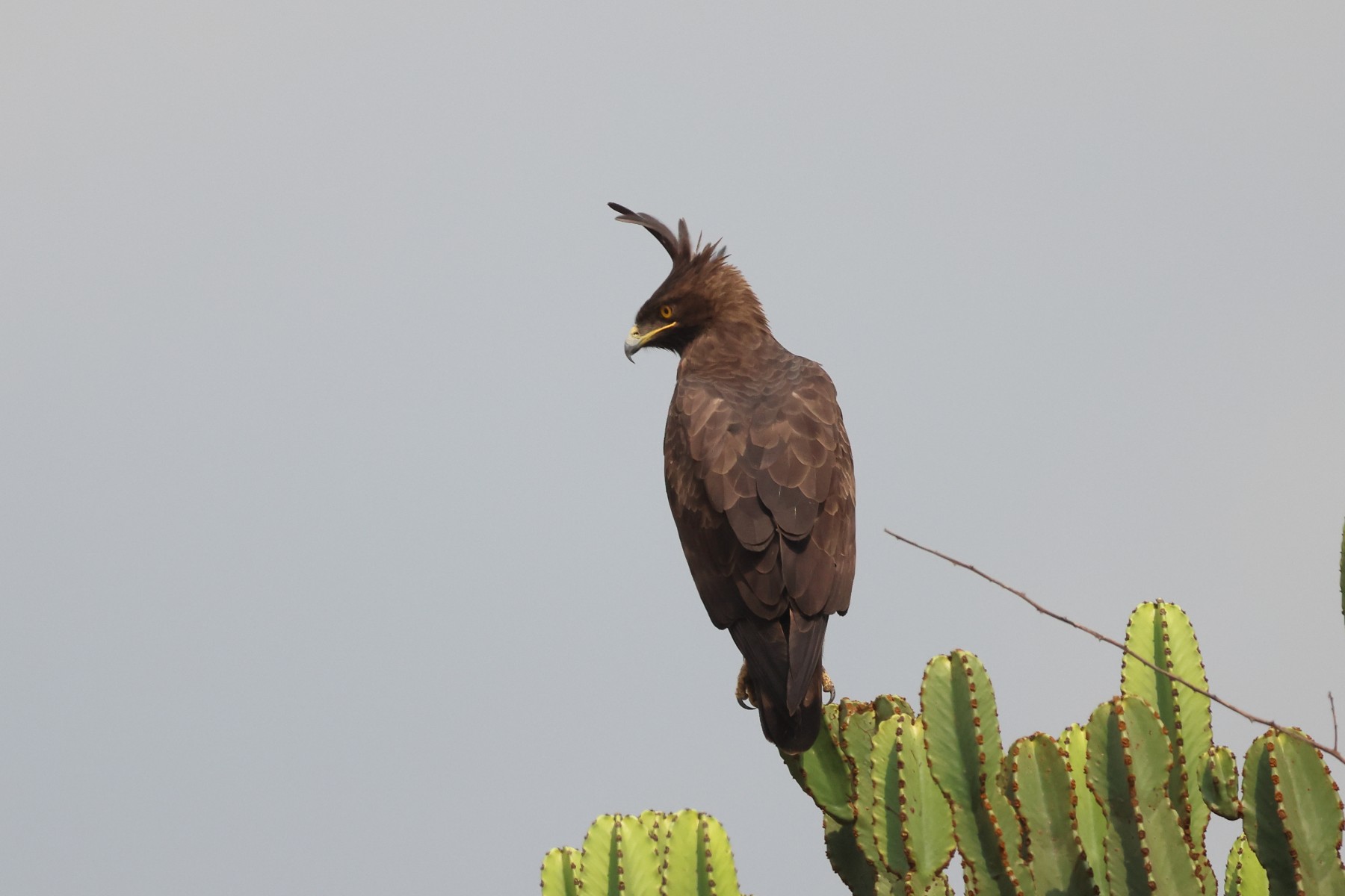 Long-crested eagle (Lophaetus occipitalis)