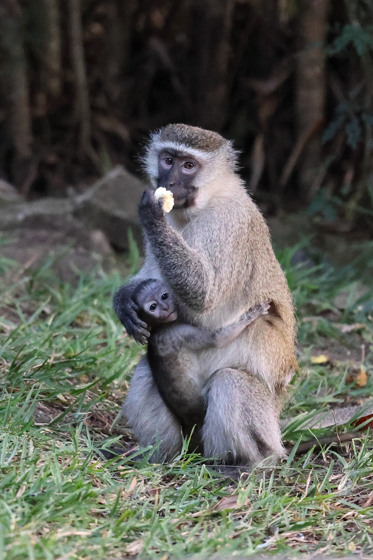 Vervet monkey (Chlorocebus pygerythrus) with a baby