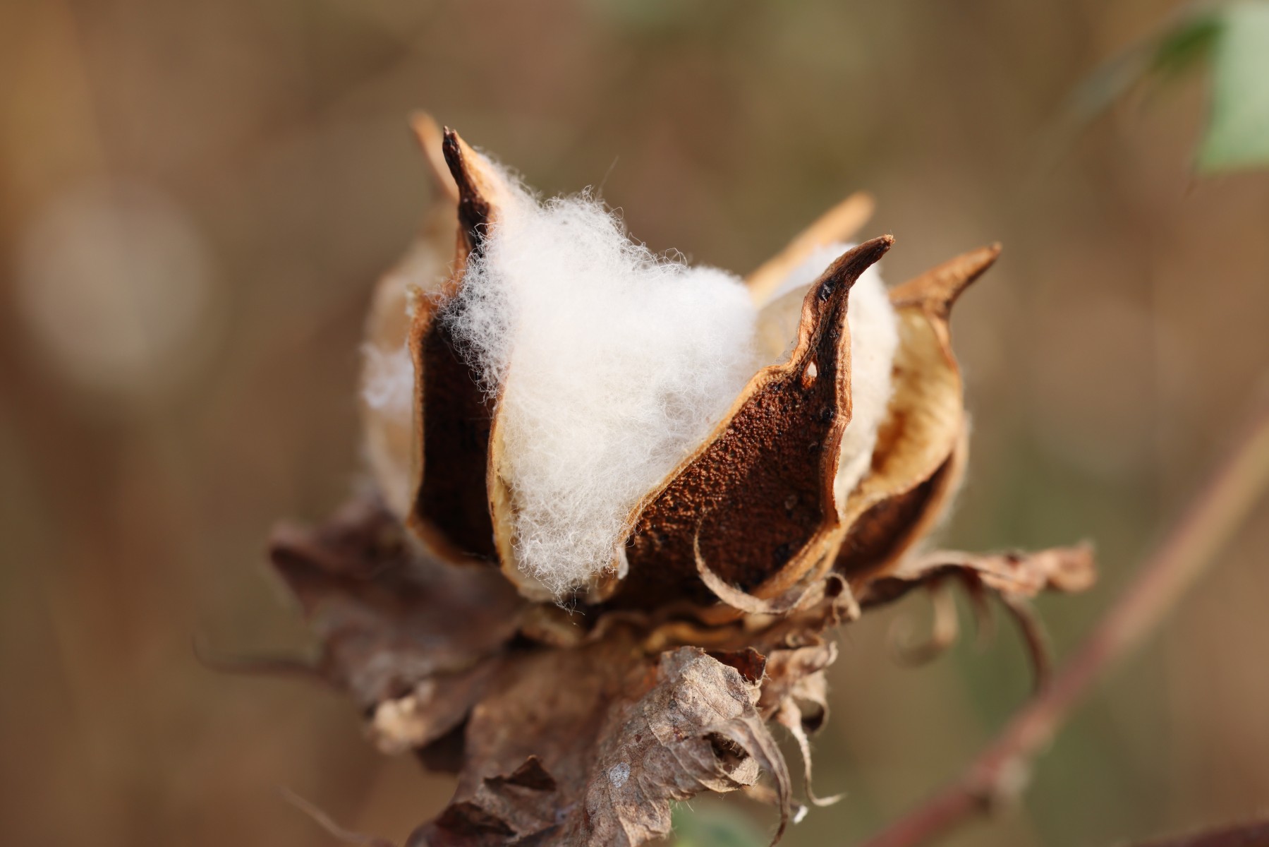 Cotton