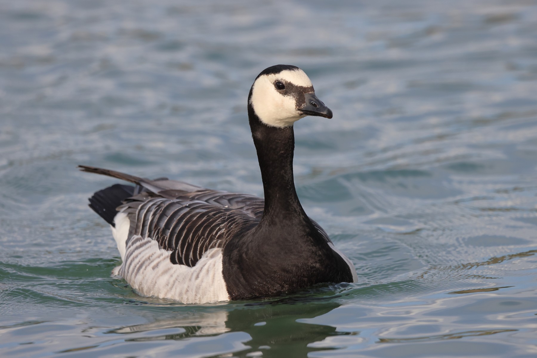 Barnacle goose (Branta leucopsis)