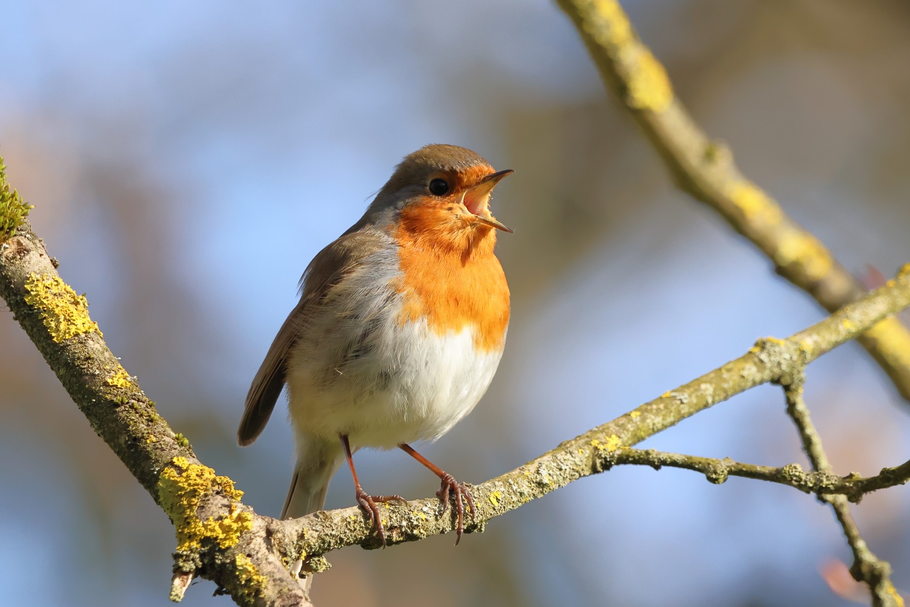 European robin (Erithacus rubecula)
