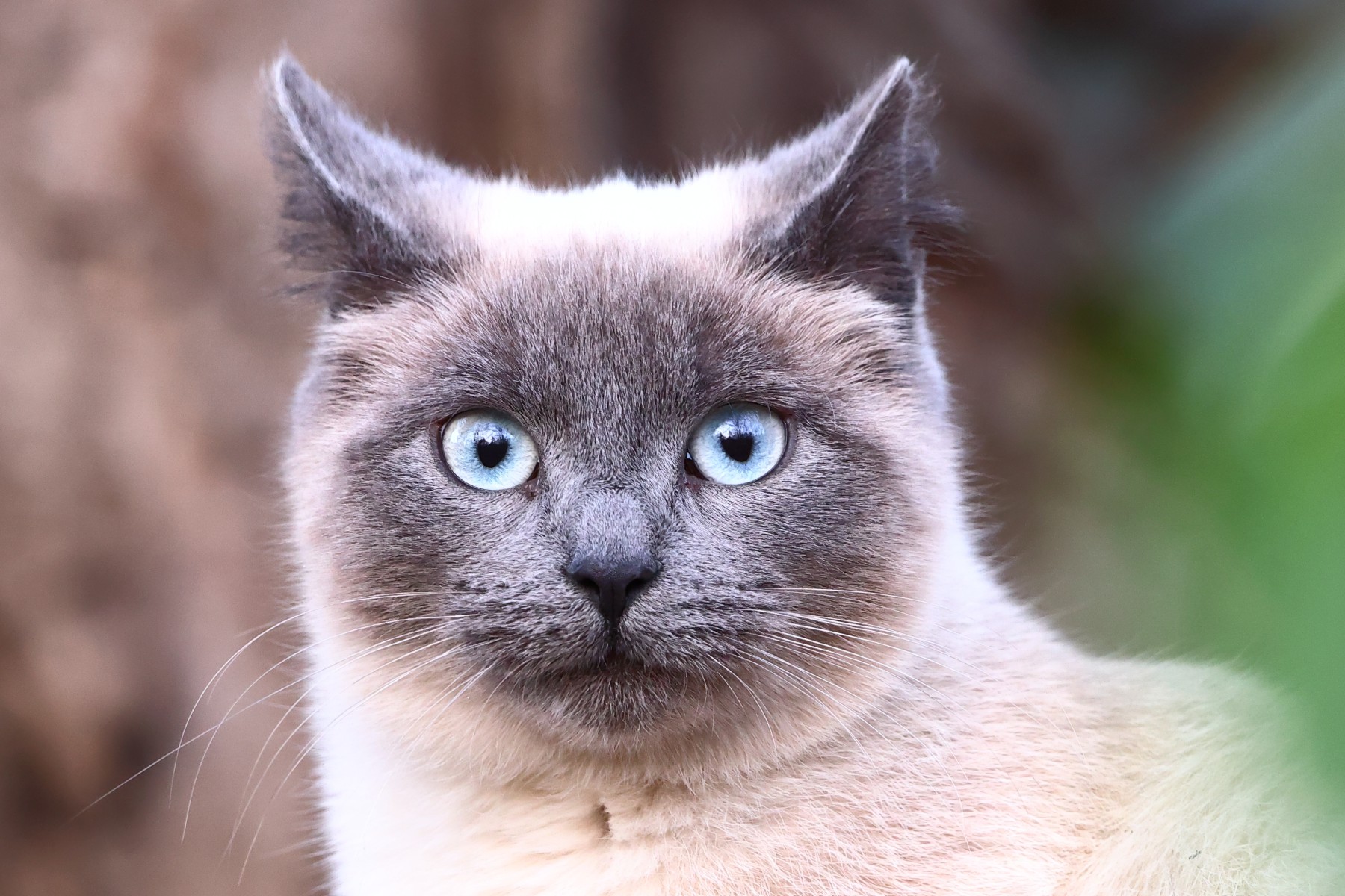 Siamese cat