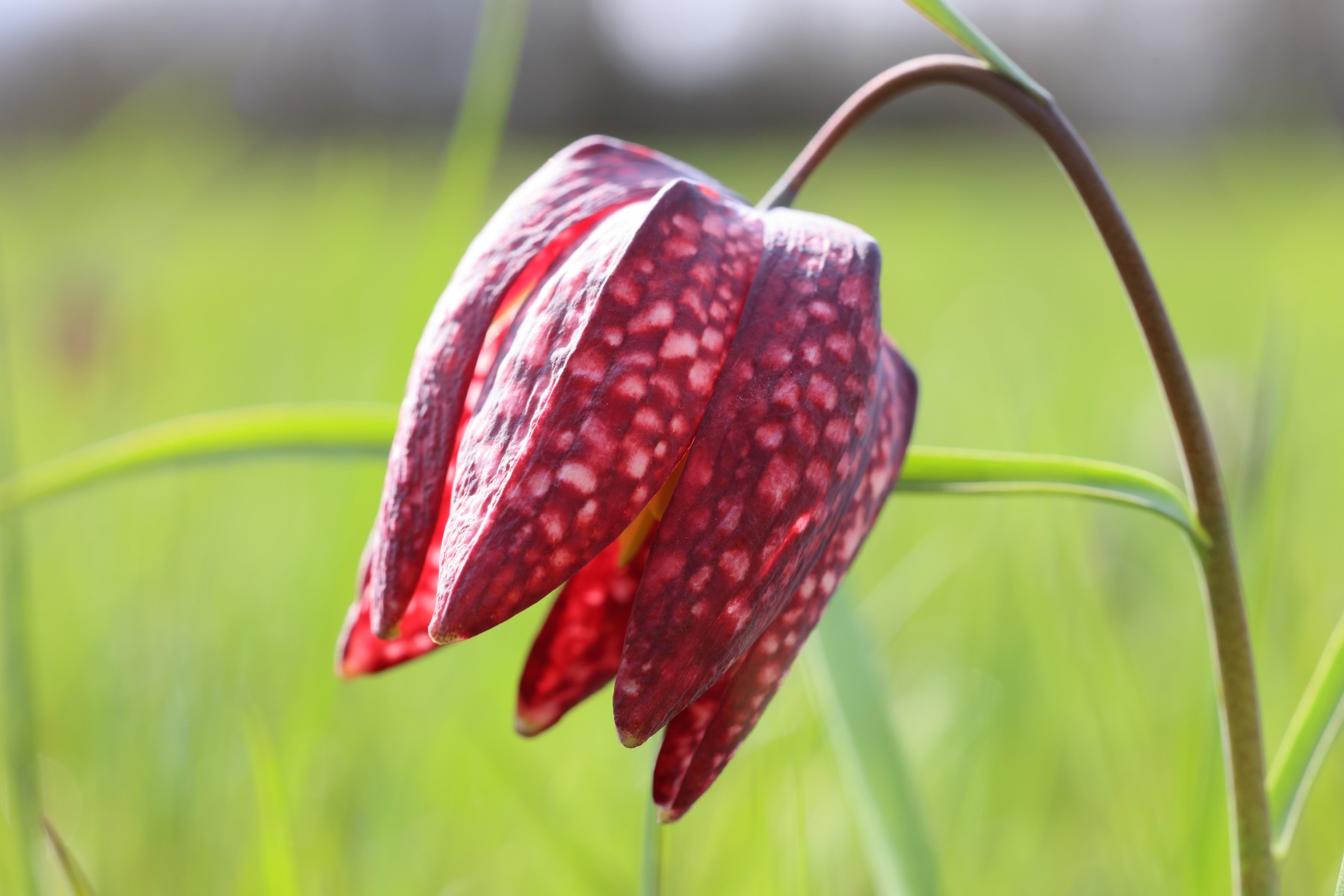 Fritillaria meleagris