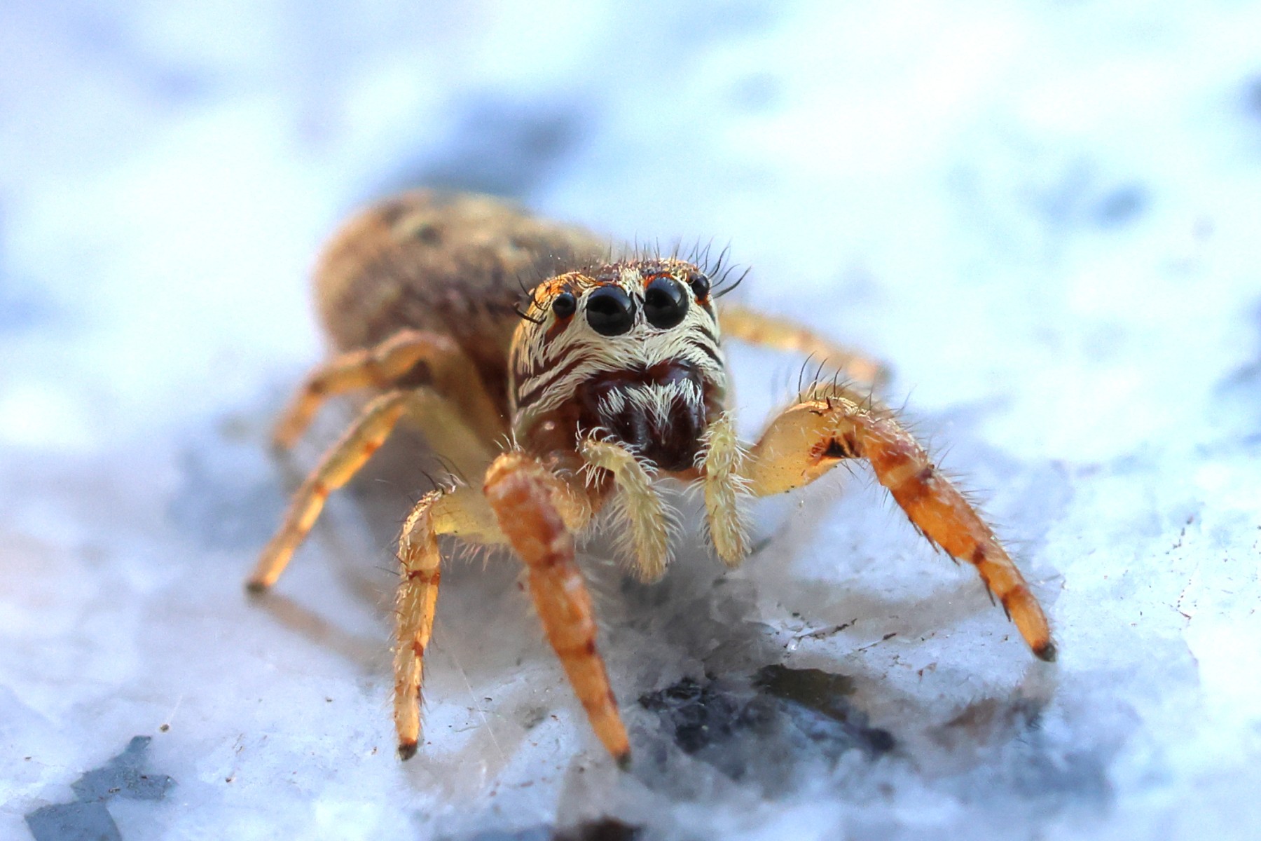 Jumping spider