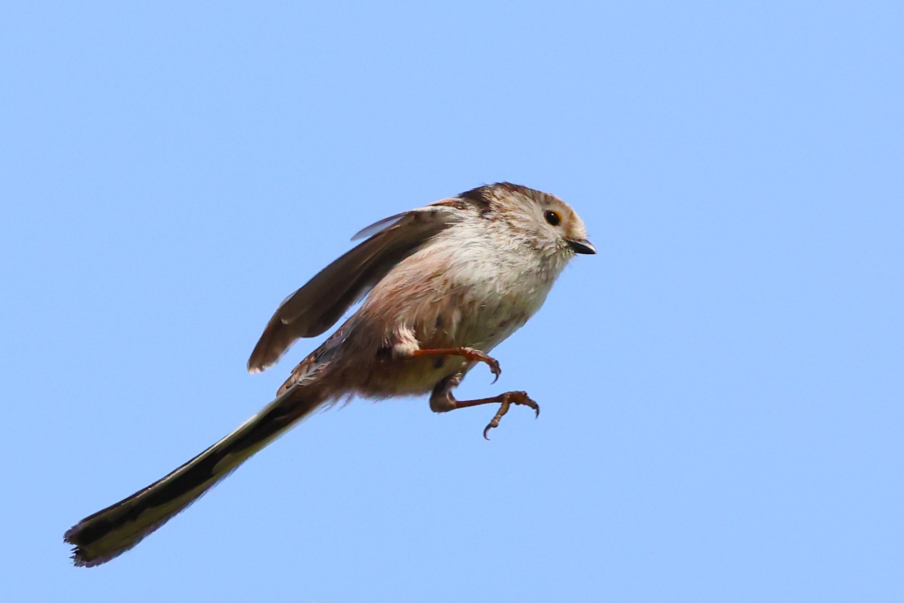  Long-tailed tit (Aegithalos caudatus)