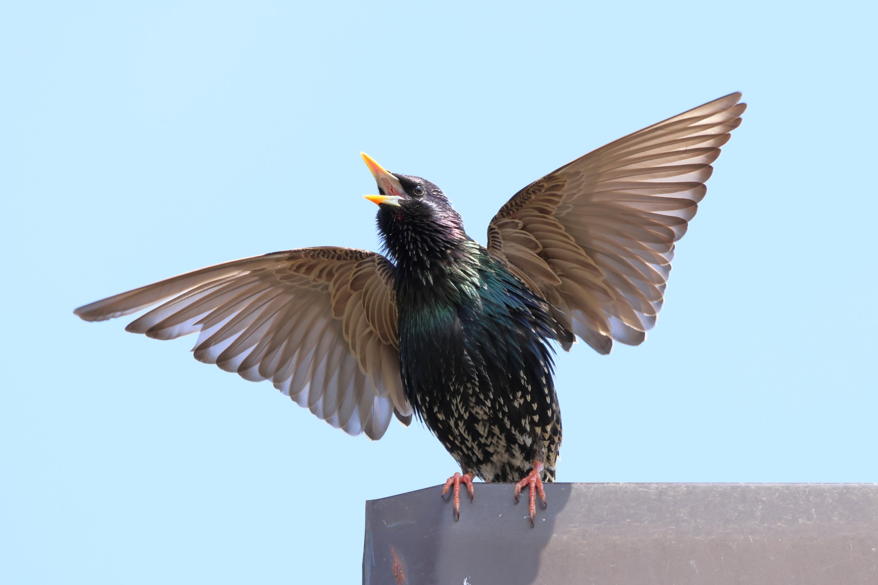 Common starling (Sturnus vulgaris)