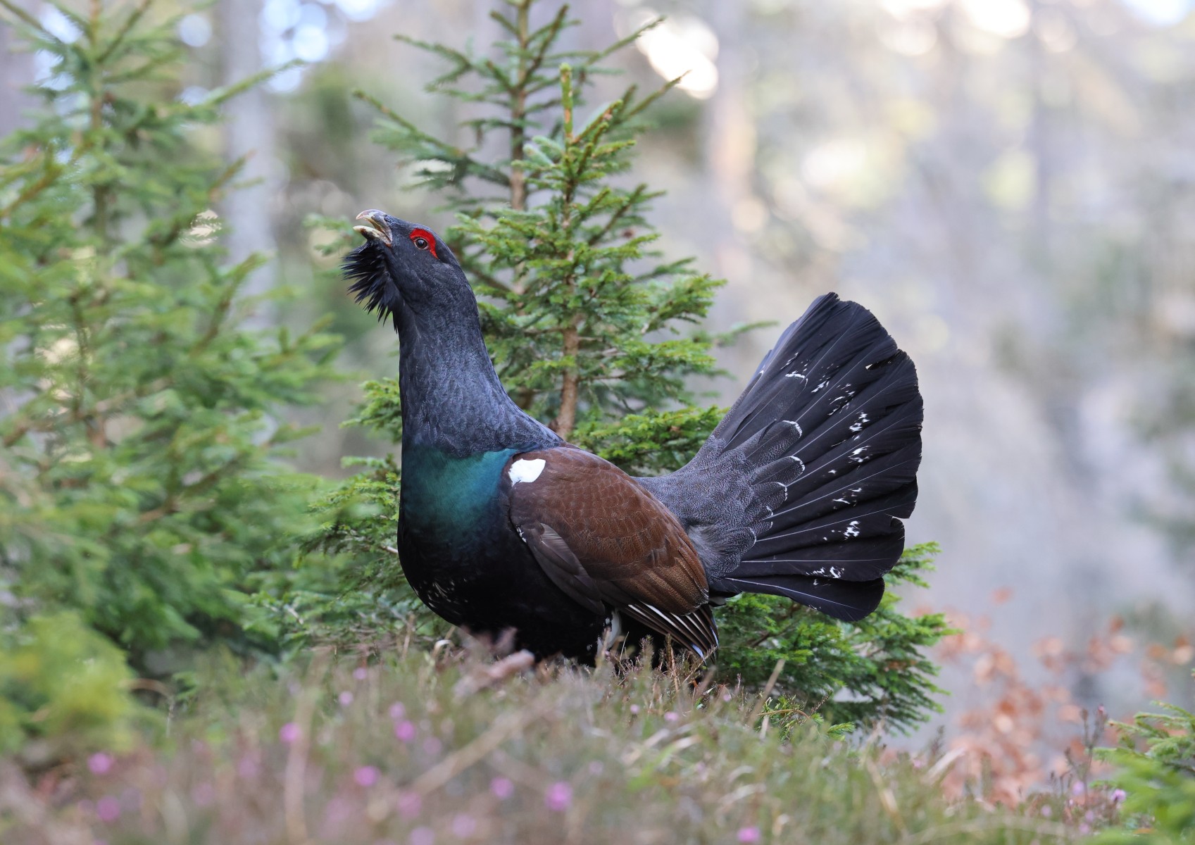 Western capercaillie (Tetrao urogallus)