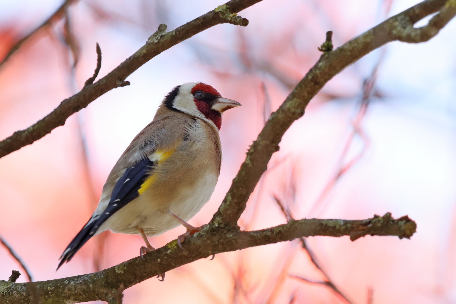 Goldfinch (Carduelis carduelis)