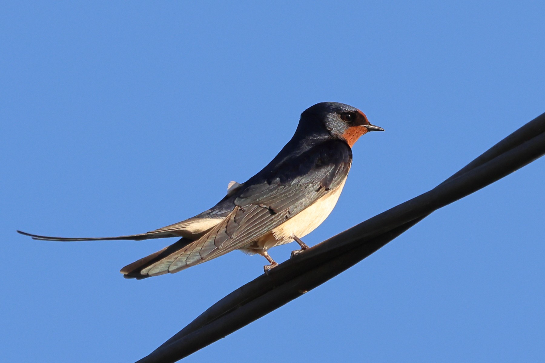Barn swallow (Hirundo rustica)
