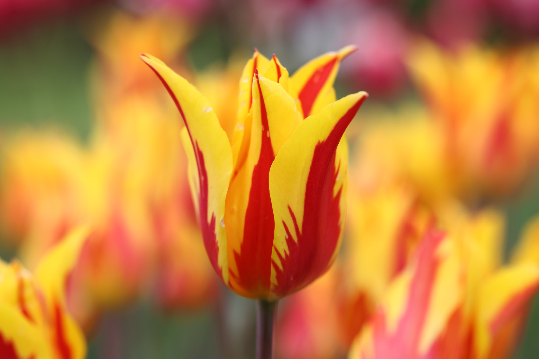 Tulip