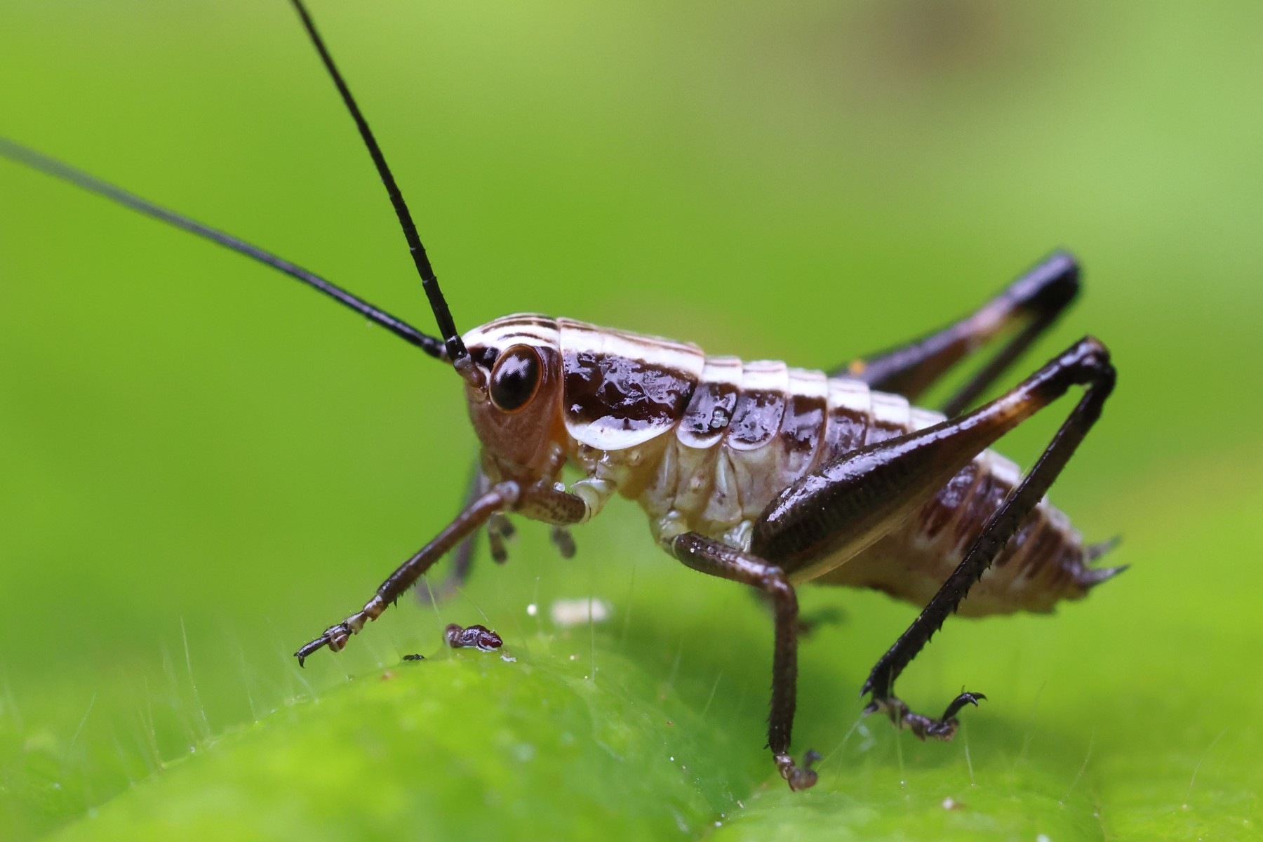 Cricket nymph