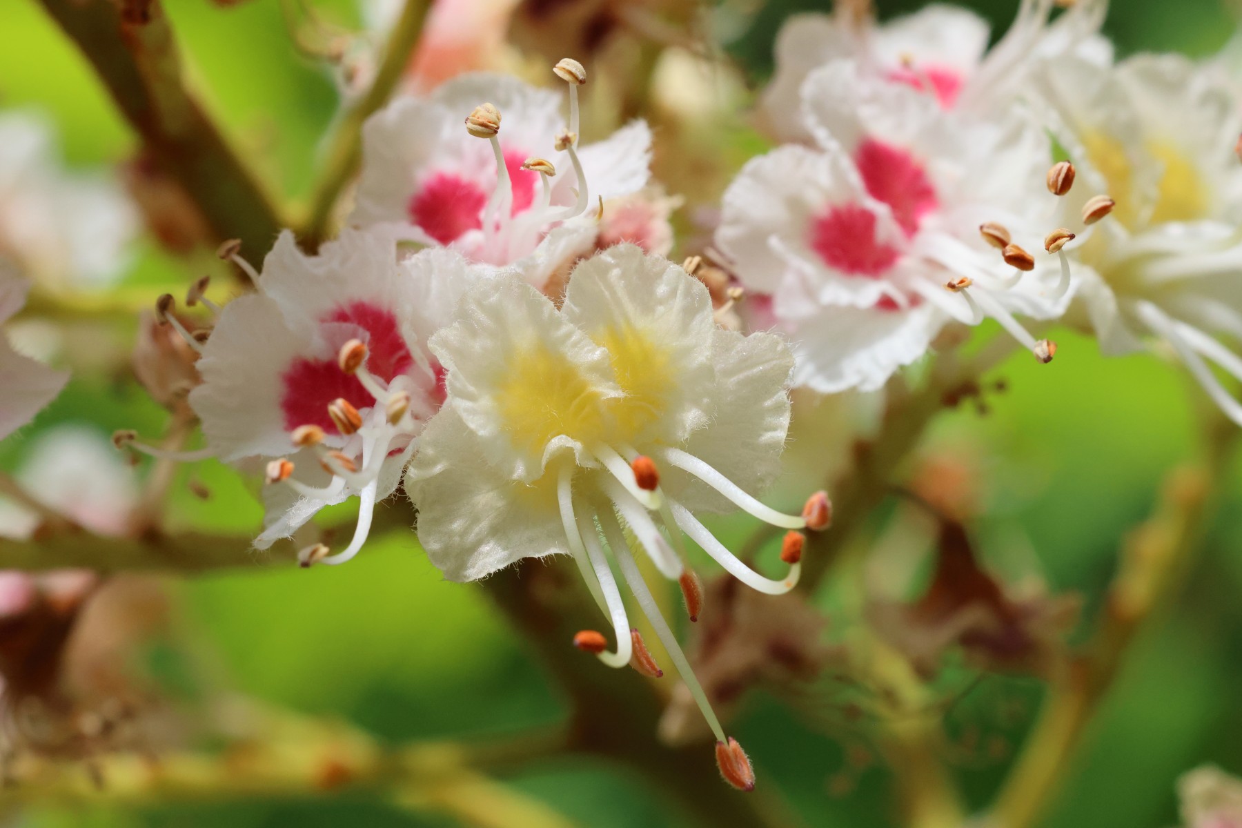 Horse chestnut flower