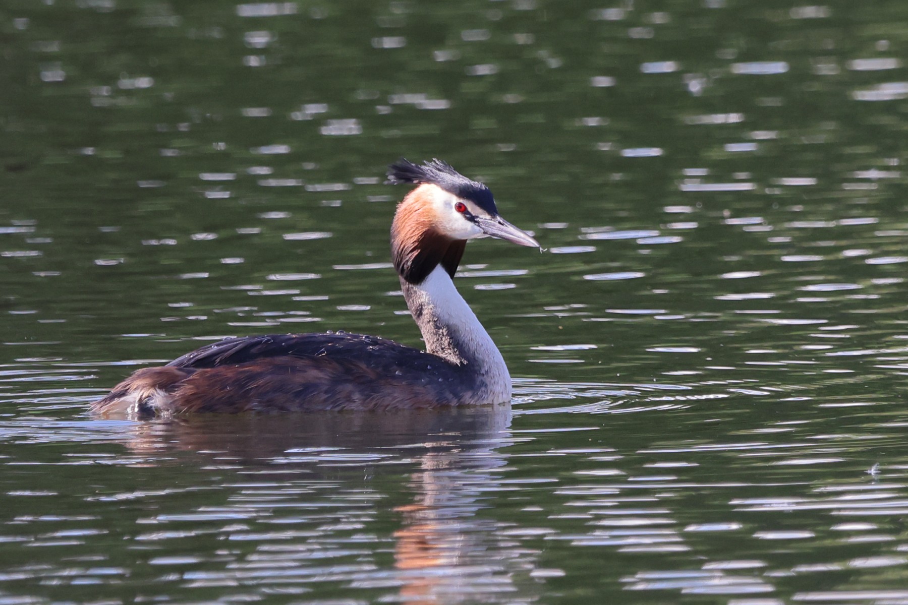 Great crested grebe (Podiceps cristatus)