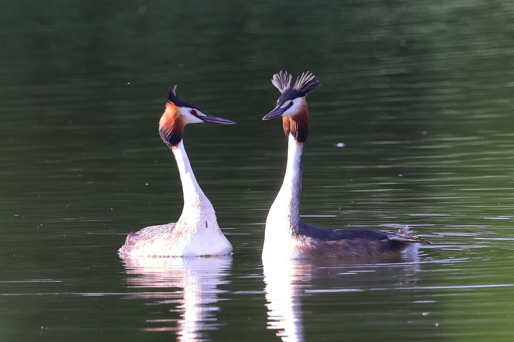 Great crested grebe (Podiceps cristatus)