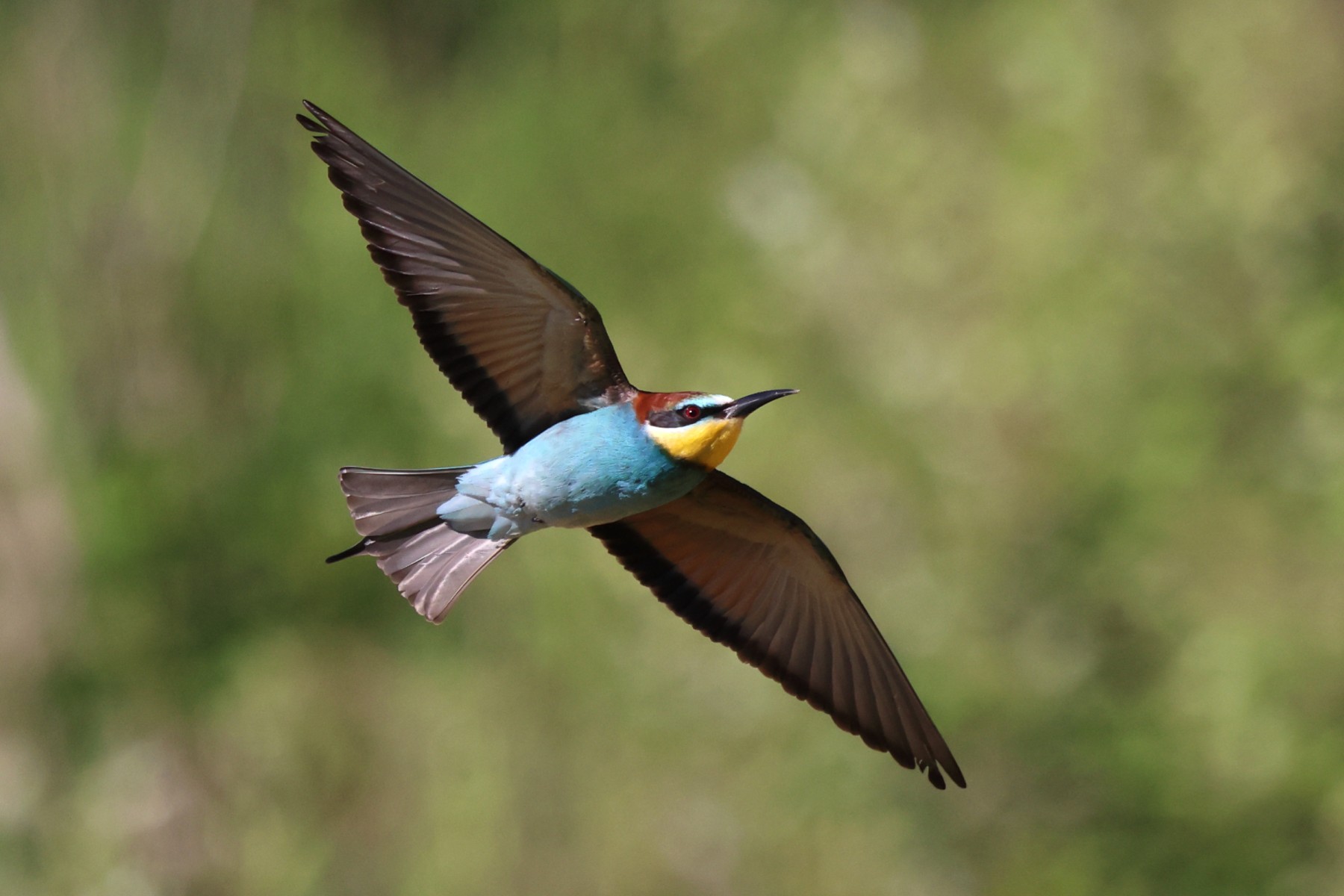 European bee-eater (Merops apiaster)