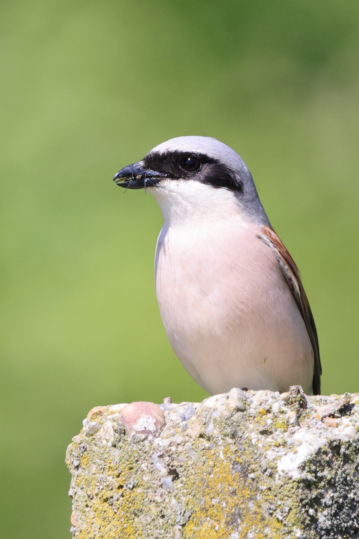Red-backed shrike (Lanius collurio)