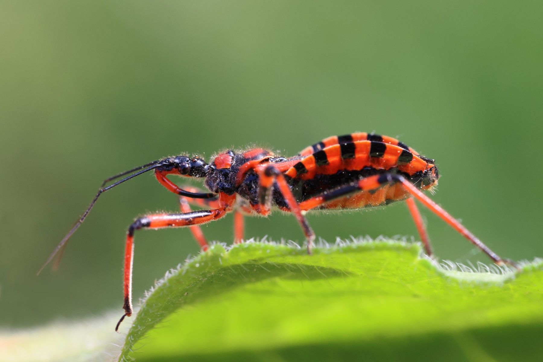 Assassin bug (Rhynocoris iracundus)