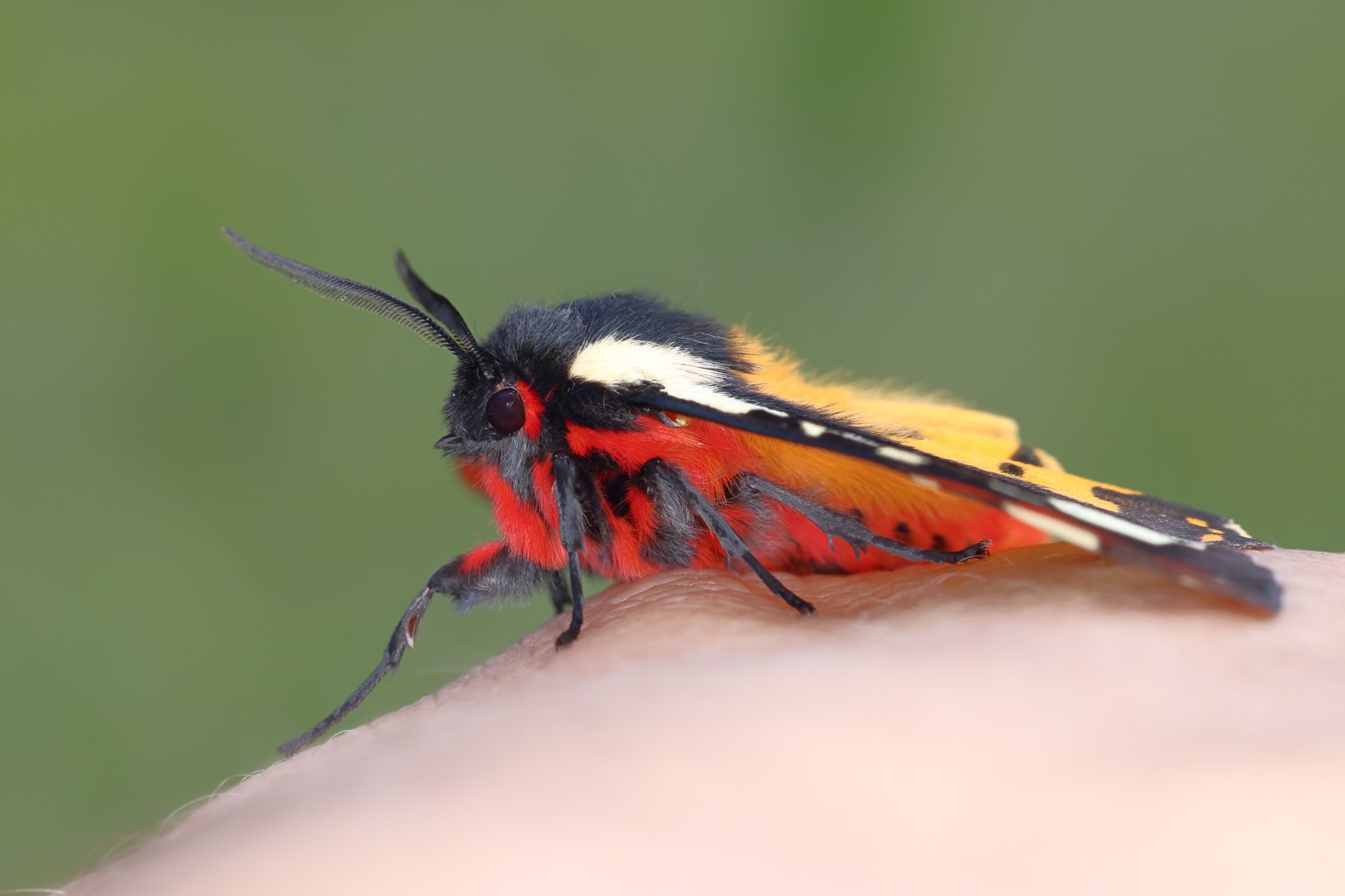 Cream-spot tiger (Arctia villica)
