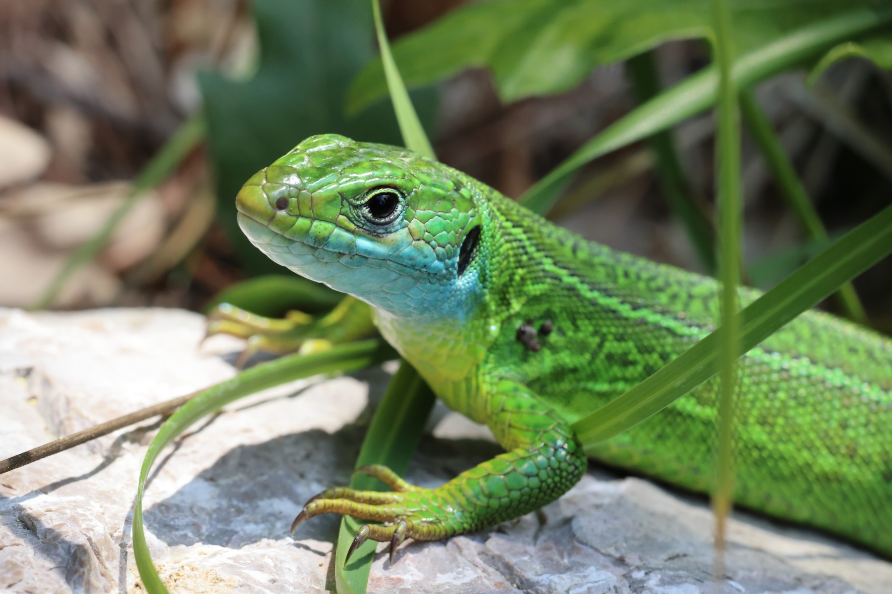 European green lizard (Lacerta viridis)