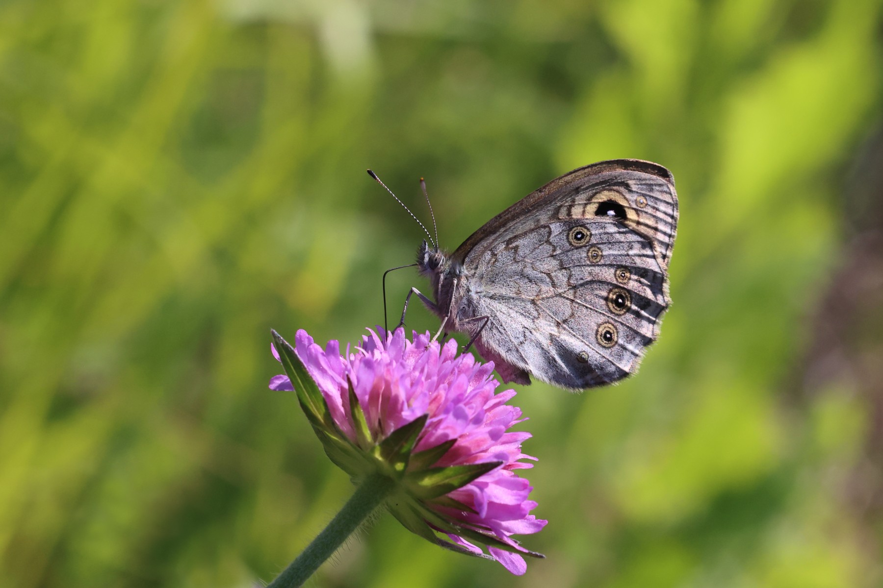 Large wall brown (Lasiommata maera)