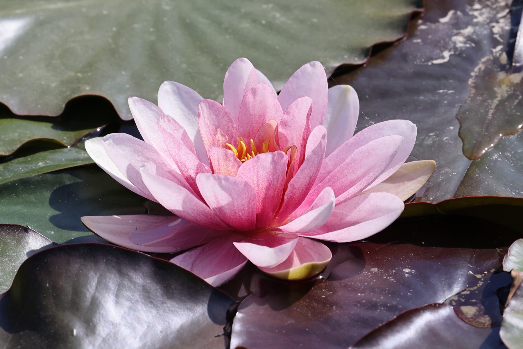 Water lily