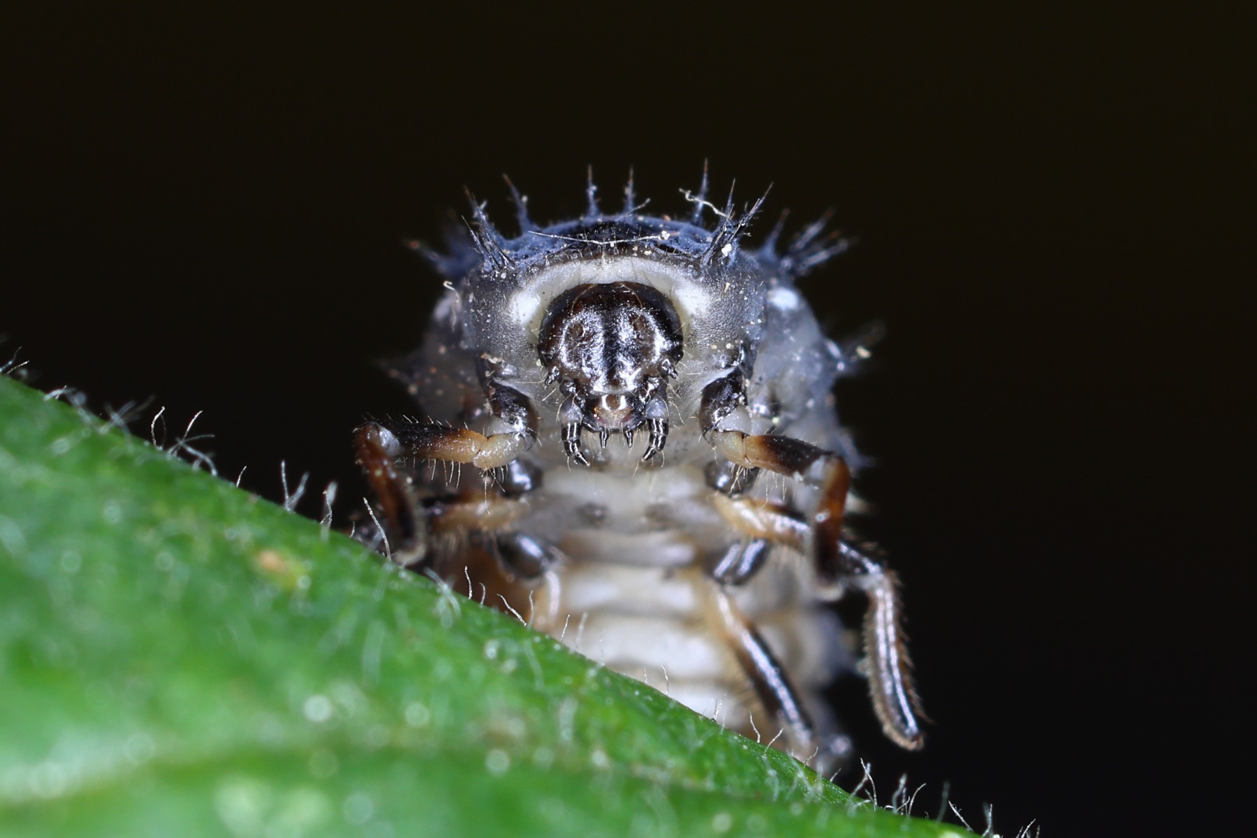 Ladybug larva